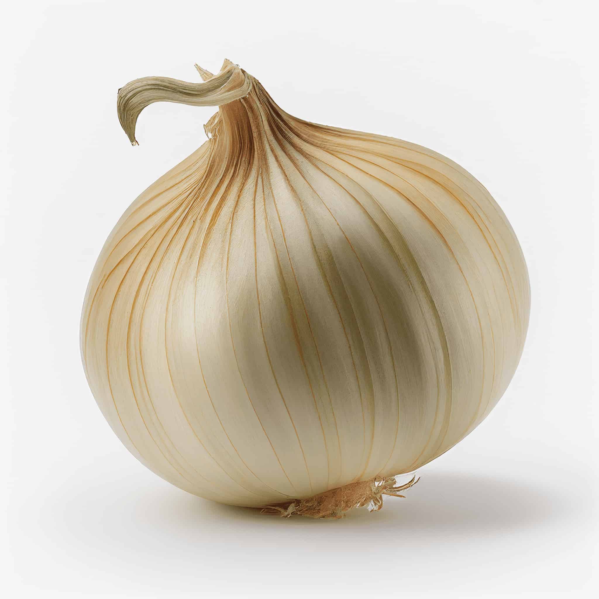 white-spanish-onion